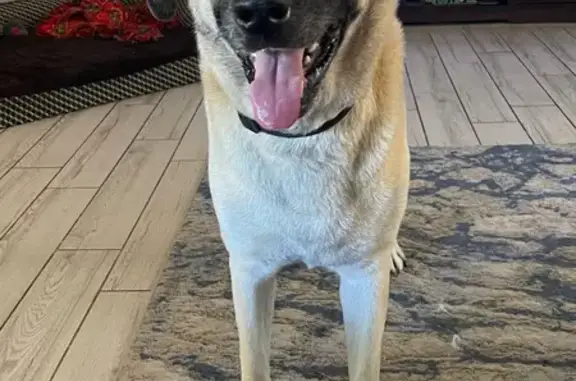 Lost Anatolian Shepherd: Julio in St. Augustine
