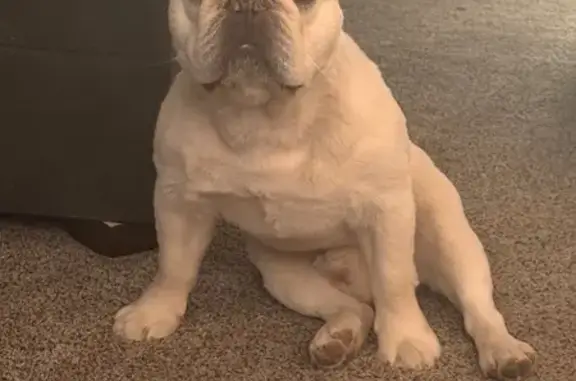 Lost Tan/Cream Dog on Dallas St, Aurora