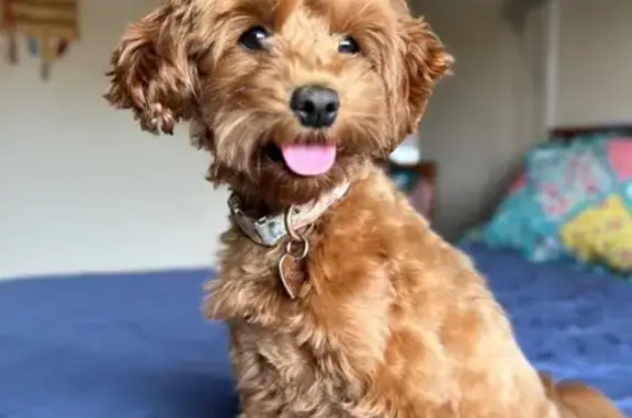 Lost Copper Pup: Sweet but Scared!