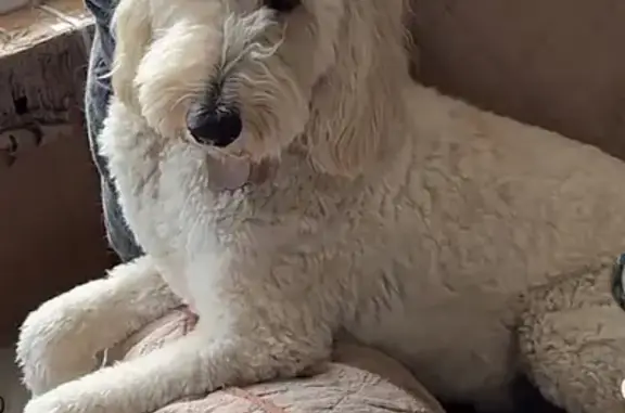 Lost and found pets Port Neches, photo: Lost White Goldendoodle in Port Neches