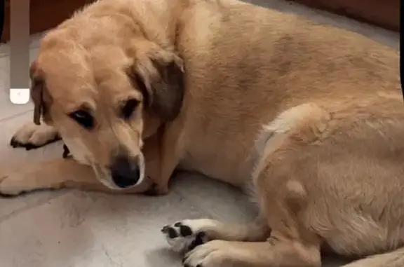 Lost and found pets Texas City, photo: Lost Tan Lab Mix in Port Neches, TX