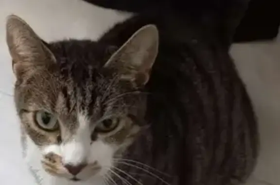Chat perdu : mâle tigré gris, ventre blanc - photo