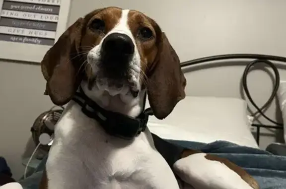 Lost Hound Dog: Hailee on West Broadway
