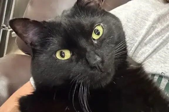 Help Find Tripod: Lost 3-Legged Cat