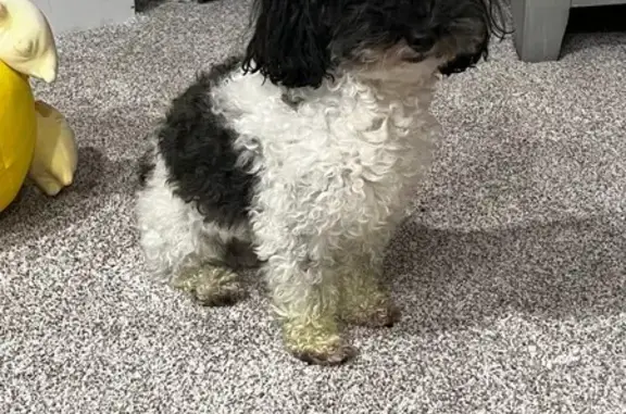 Lost Toy Poodle: Black & White, Oneida