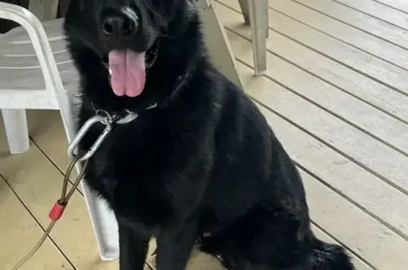 Found: Black Shepherd on Hines...
