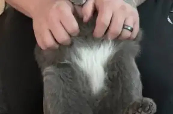 Lost Cat: 6-Toed, Friendly, Fallon Area