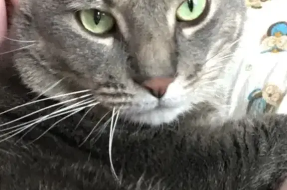 Lost Grey Tiger Cat on 6th St, Bay City