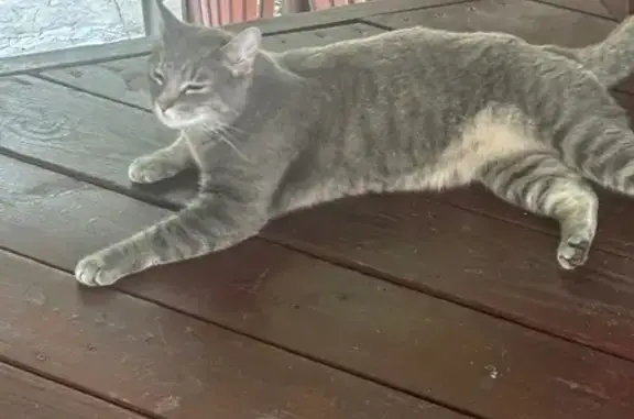 Found pets Independence, photo: Found Grey Cat on E 49th St, Independence