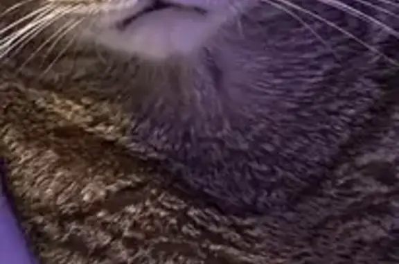Help Find Tigger: Lost Cat in Denver