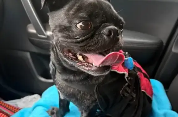 Found: Boston Terrier/Pug in R...