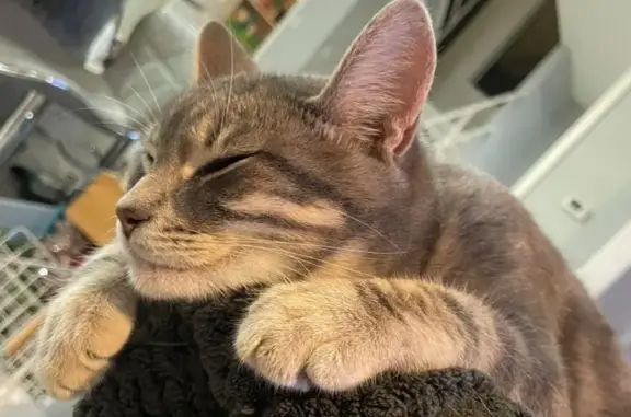 Lost Cat: Gray/Tan Stripes, Reward!