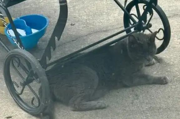 Found cat Kirbyville, photo: Adopt a Sweet Silver-Blue Companion