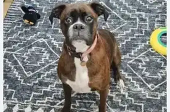 Lost and found pets Fort Worth, photo: Lost Brindle Dog on Vineyard Lane, 9201