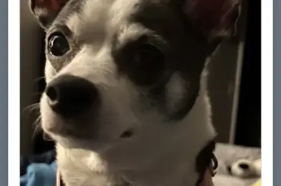 Help Find BlueJean: Lost Chihuahua, Reward!