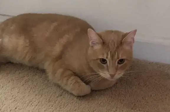 Lost pets Norcross, photo: Lost Pale Orange Kitty on Peachtree St