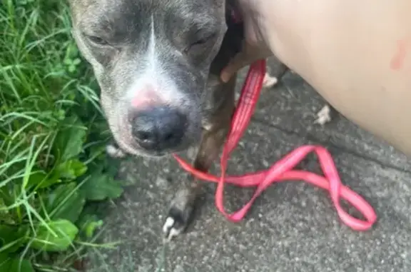 Friendly Grey Dog Found on Lyn...