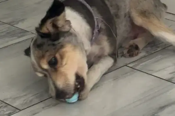 Lost pets Sarasota, photo: Lost Dog: Missing on N. Allendale Ave