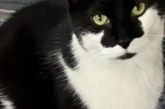 Missing cat Springdale, photo: Lost Cat: Batman Mask, Skittish & Chipped