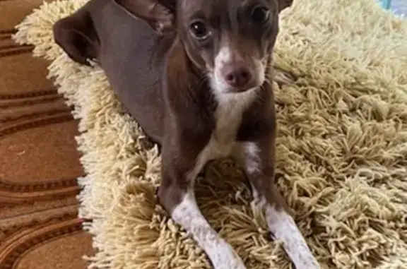 cachorro desaparecida