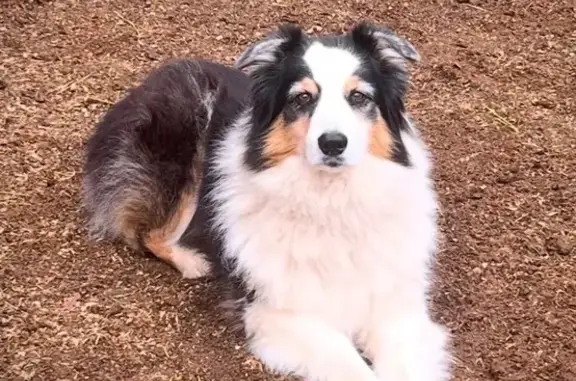 Lost pets , photo: Lost Dog: Scared by Gunfire on Gary Way
