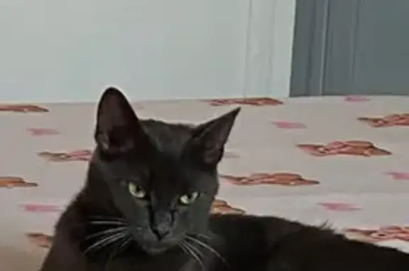 Chat trouvé Brest, photo: Chat trouvé, sociable et domestique