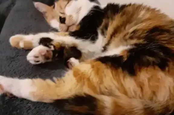 Chatte tricolore malade perdue à Montgivray - photo