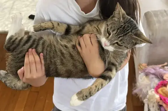 Animaux perdus Choisy-le-Roi, photo: Chat tigré perdu à Choisy-le-Roi
