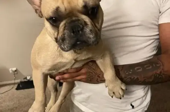Lost and found pets Topeka, photo: Found Tan Frenchie on Main St, Topeka