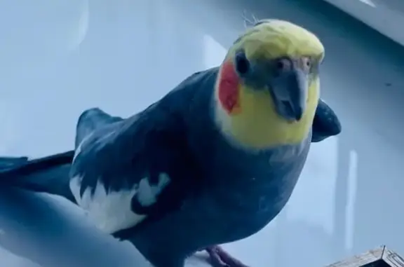 Lost Cockatiel Tilly: Friendly...