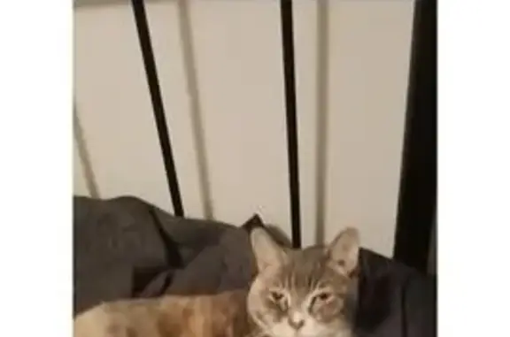 Lost Tabby Cat: Princess/Stardust in Perth