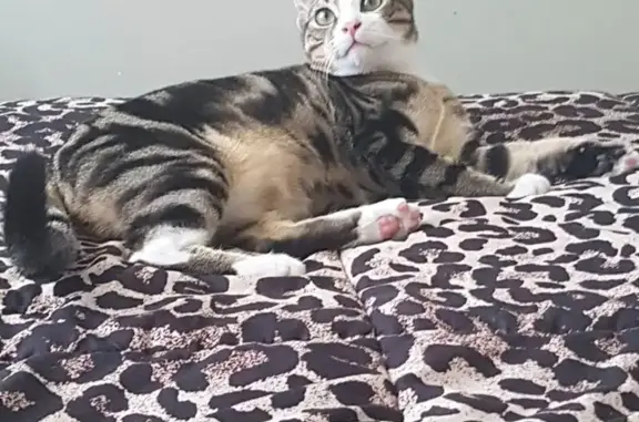 Lost pets , photo: Lost Shy Tabby Cat in Port Stephens