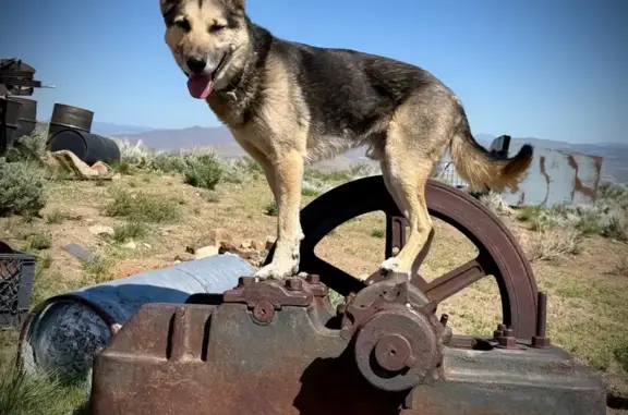 Lost Friendly Husky Mix in Reno, NV