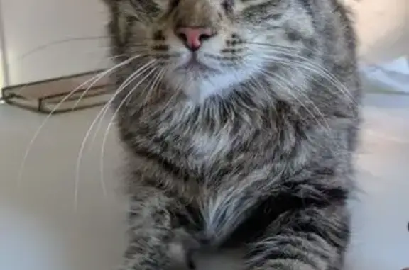 Animales encontrados Madrid, foto: Gato Cariñoso Encontrado en Hortaleza