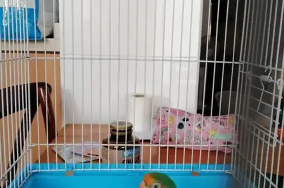 Animales encontrados Valencia, foto: Agapornis Verde Híbrido Hallado en Valencia