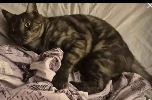 Lost pets , photo: Lost: Timid Cat with Notched Ear
