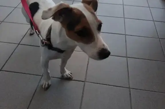 Animaux trouvés Haguenau, photo: Chienne Jack Russel tricolore trouvée