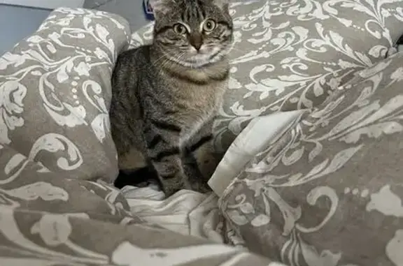Chatte tigrée perdue, très craintive - photo