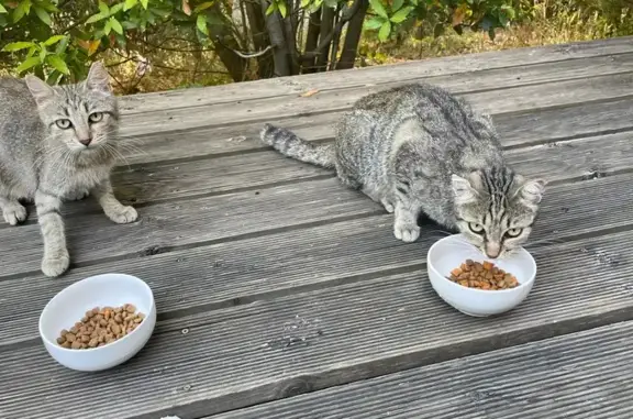 Chat trouvé , photo: Deux chattes tigrées trouvées à Grospierres