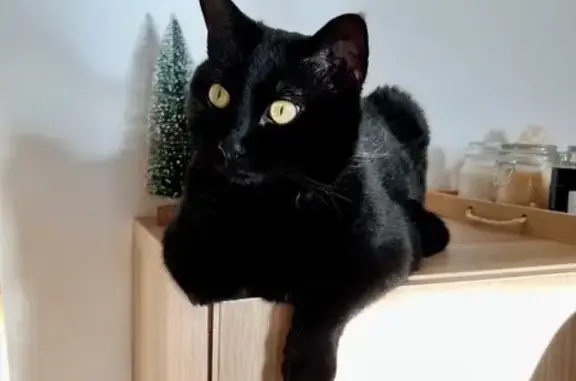 Chatte noire perdue à Moncé-en-Belin - photo
