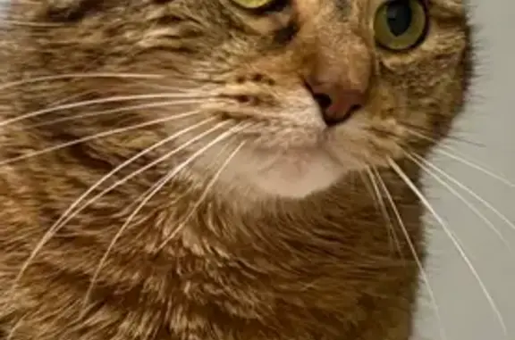 Chatte tigrée perdue à Avermes juillet - photo