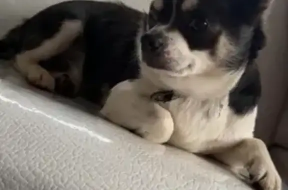 Chien perdu Dijon, photo : Chihuahua noir et blanc perdu à Dijon