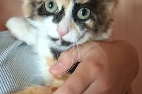 Se busca: Gatita tricolor perdida en Fuenlabrada