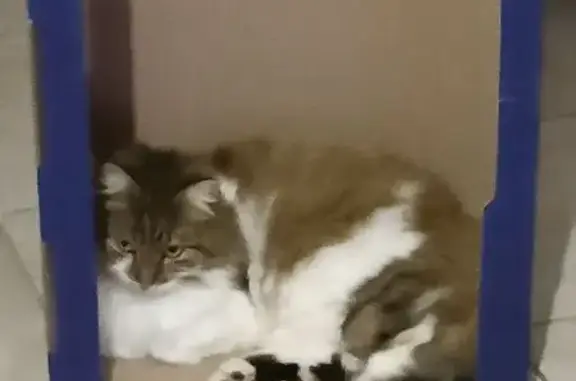 Chatte stérilisée perdue à Lindry - photo