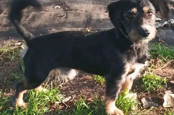 Chien perdu Plouhinec, photo : Petite chienne noire perdue à Plouhinec