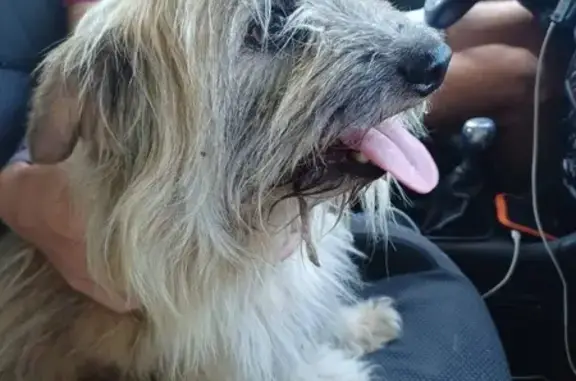 Chien crème trouvé à Coulommiers, docile - photo