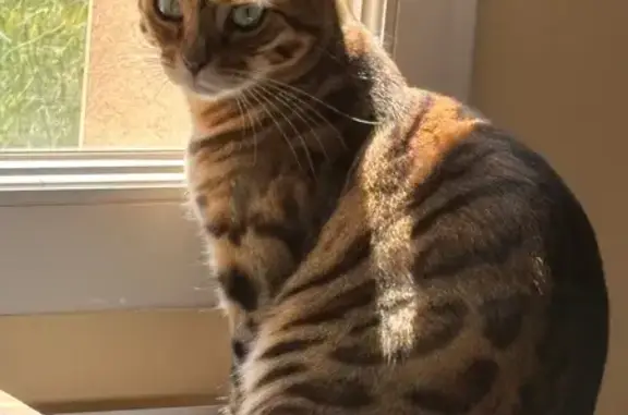 Animaux perdus Plomelin, photo: Chatte Bengal perdue à Plomelin