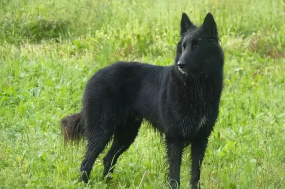 Chien perdu , photo : Chien noire perdue, tache blanche, Bouresse