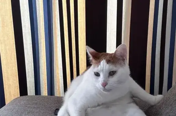 Chat perdu, Saint-Jean-de-Luz, photo: Chat perdu Roux et blanc à Saint-Jean-de-Luz