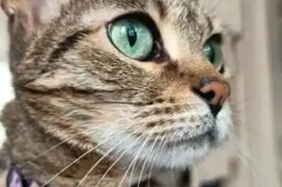 Animaux perdus Dampmart, photo: Chat perdue à Dampmart, collier gris/rose